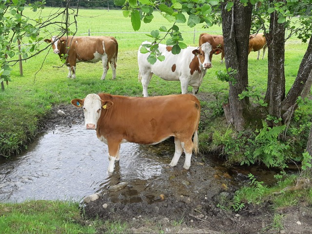 0d46fa2a-93be-4877-ad8f-5af06c68234f